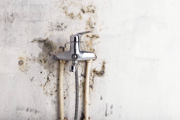 Best Professional Mold Removal  in Warner Robins, GA