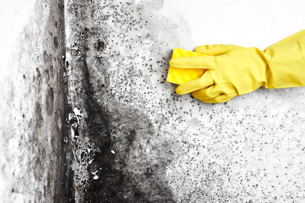Best Emergency Mold Removal  in Warner Robins, GA