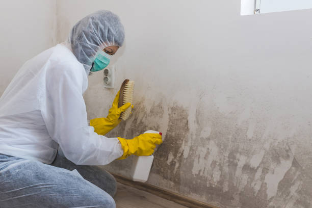 Best Office Mold Removal Services  in Warner Robins, GA