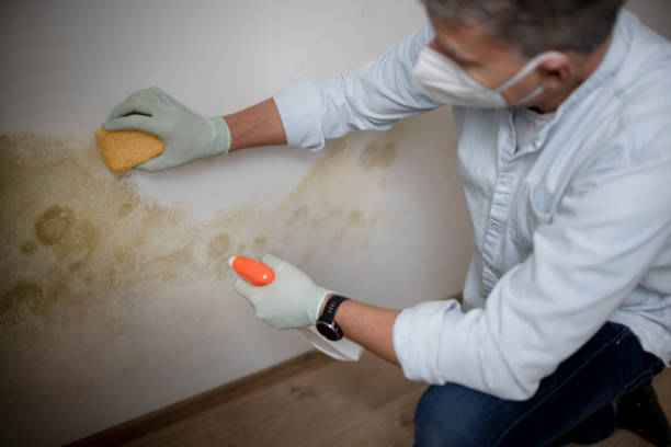Best Crawl Space Mold Removal  in Warner Robins, GA
