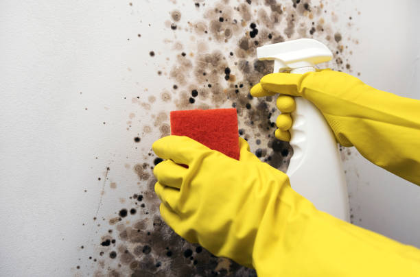 Best Mold Testing  in Warner Robins, GA