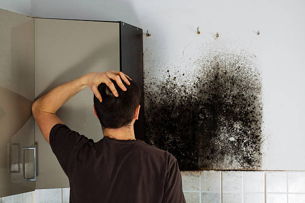 Attic Mold Removal in Warner Robins, GA