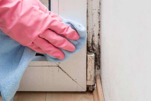 Best Fast Mold Removal  in Warner Robins, GA